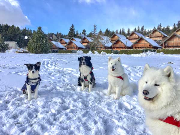 Le chalet Actict et les Samoyèdes